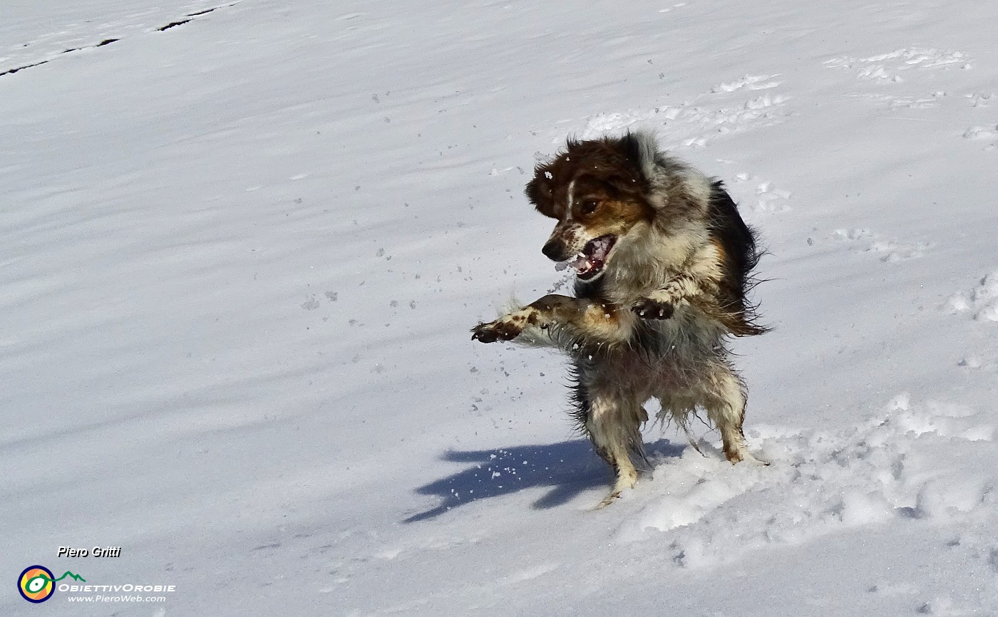 17 Nika coglie al volo le palle di neve.JPG -                                